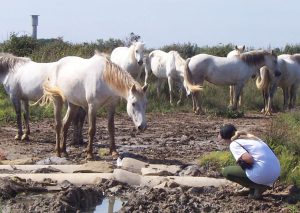 camargue_naturally_approached_1a